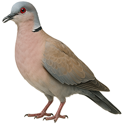 Red-eyed Dove